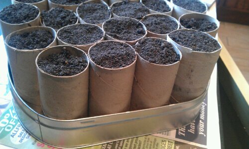 Seeds in toilet roll tubes and biscuit tin