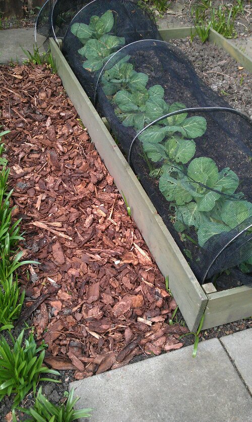 Raised veg bed with cabbages