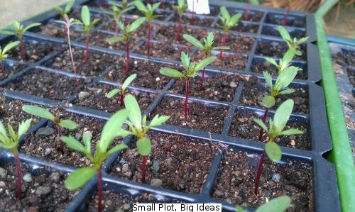 French marigold seedlings 
