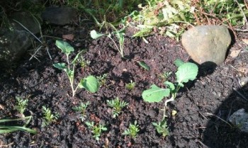 trying to hide the broccoli behind some french marigolds in the flower bed