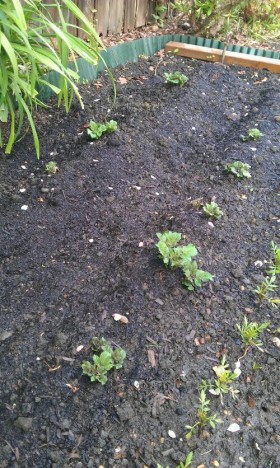 early potatoes coming up - May 2012