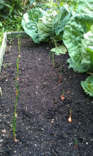 onion sets coming on nicely (with cabbages)