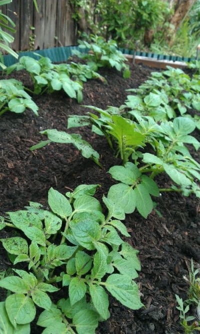 First early potatoes coming along nicely