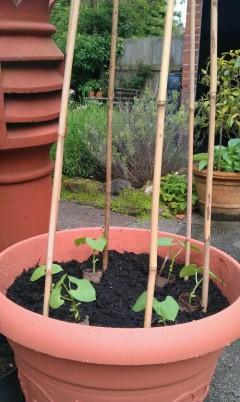 Recently planted runner bean seedlings