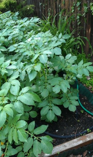 Potatoes nearly ready, just waiting for flowers to appear