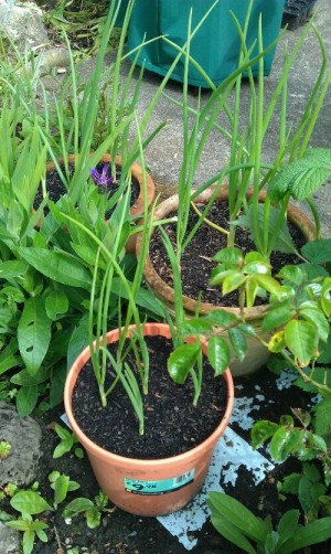 Onions in pots among the flower border