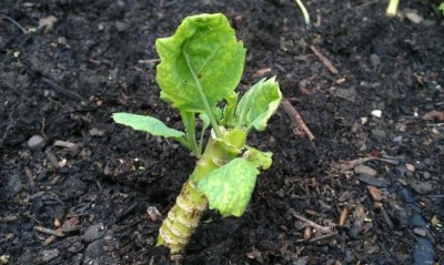 Cabbage stump with new growth