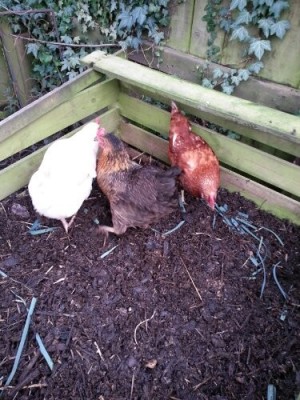 Chickens love a good compost heap