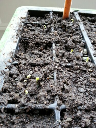Promising signs from the lettuce seeds