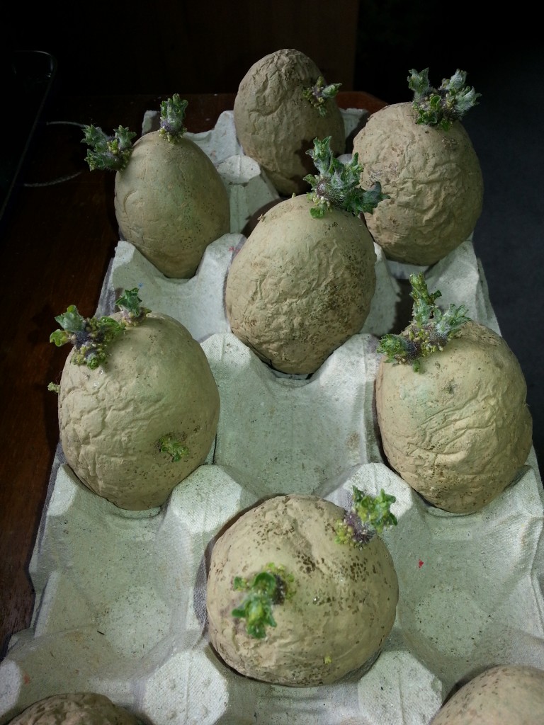 Chitting seed potatoes