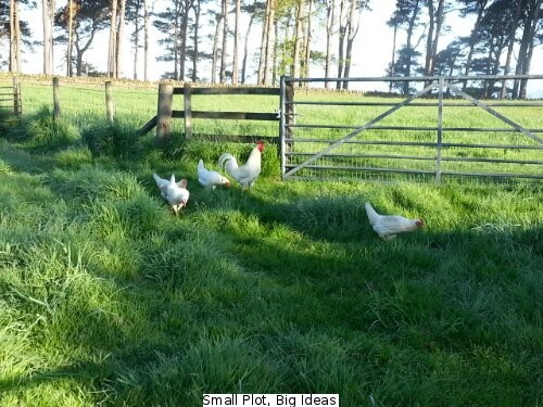 Free range chickens... or not?