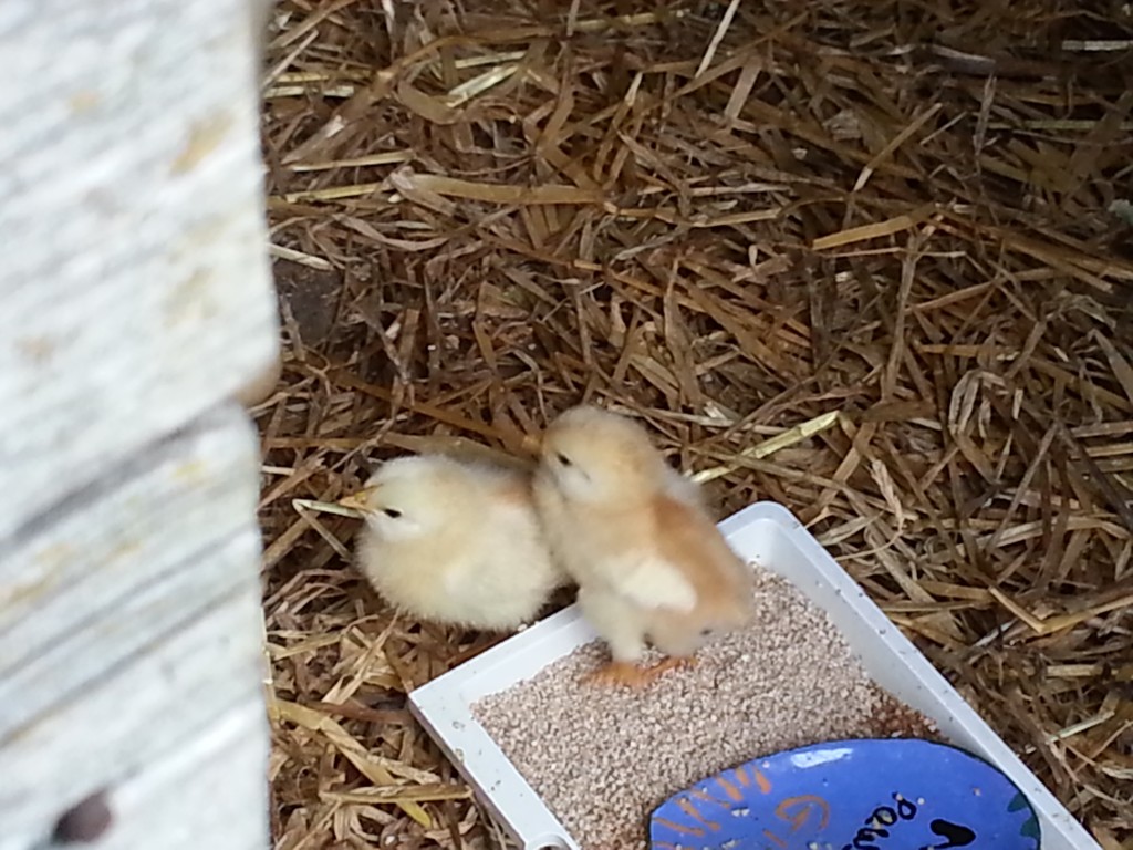 Two chicks doing well
