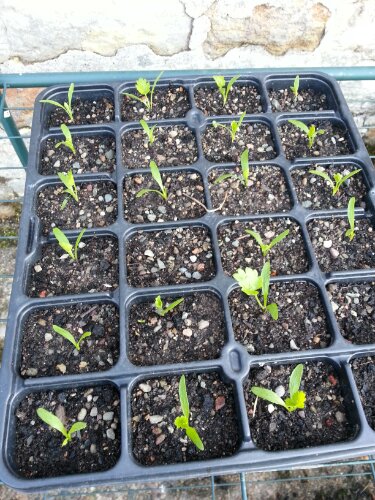 Parsnip seedlings