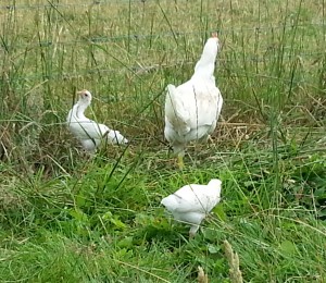 First batch of chicks