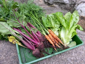Harvesting beetroot, carrots and lettuce