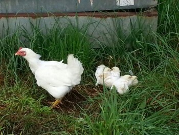 Larger second batch of chicks