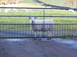 Sheep At The Gate