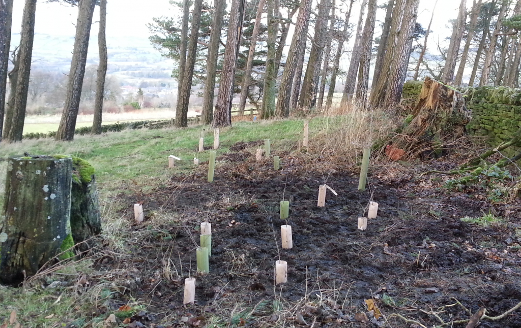 Filling an empty patch of woodland