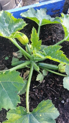 First courgettes