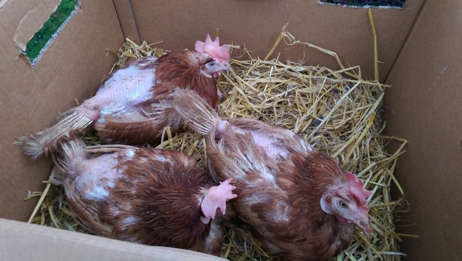 New arrivals in their box