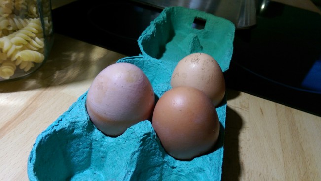 Freshly laid eggs!