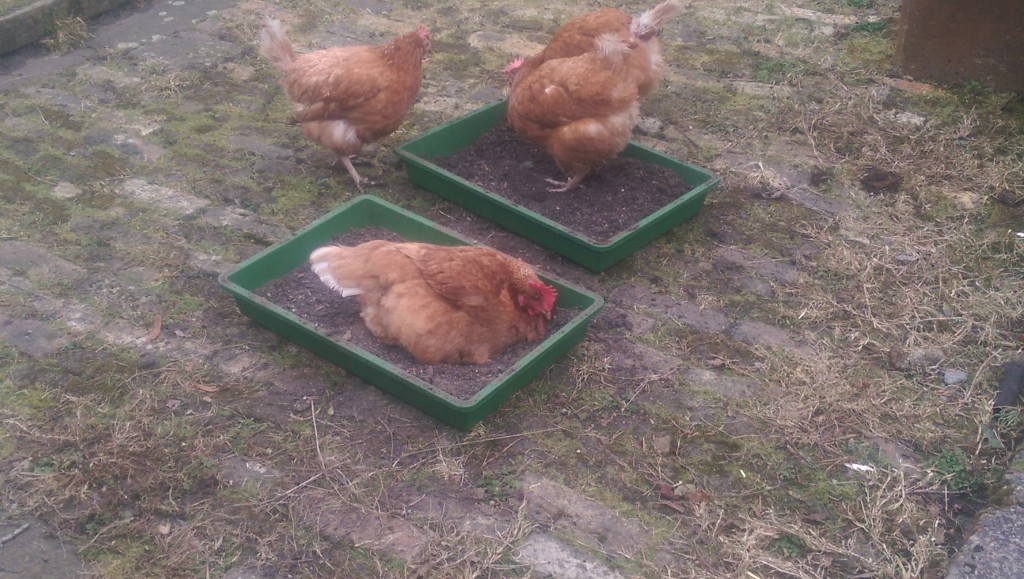 Chickens enjoying some dried out compost