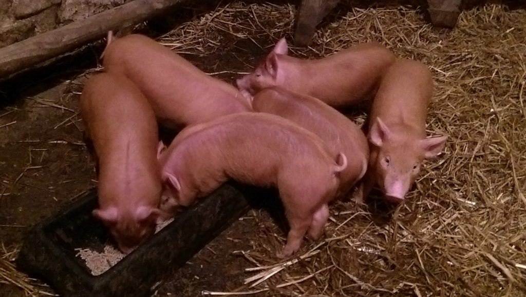 Tamworth weaners for sale