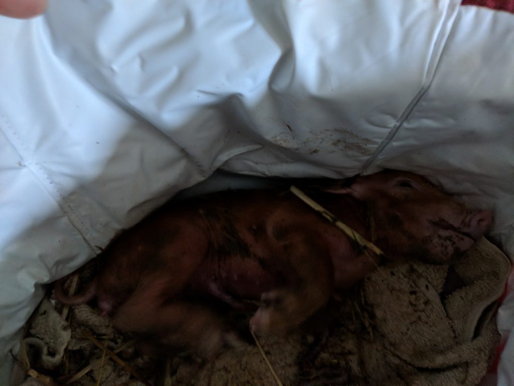 Life saving equipment for a piglet