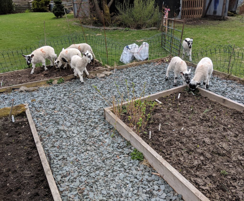Some unwanted help with the veg beds
