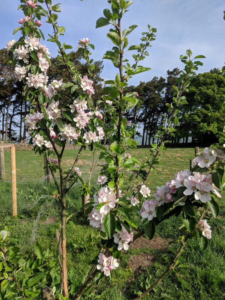 Apple blossom - Spring 2018