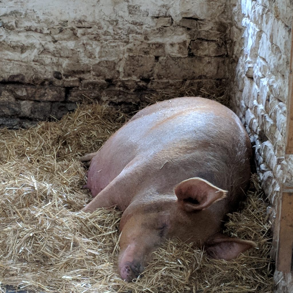 Esther snoozing and still no piglets