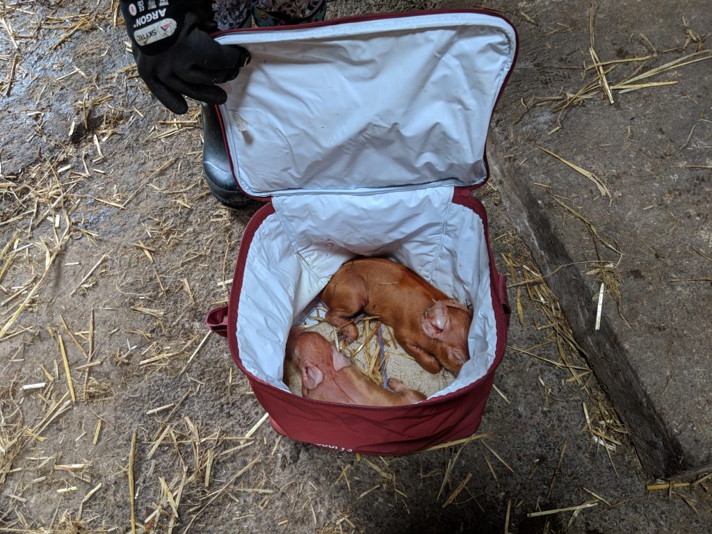 Sickly piglets in the warming bag