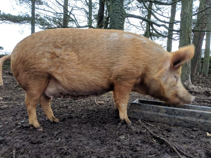 This time it’s for real… I hope! Small Plot, Big Ideas