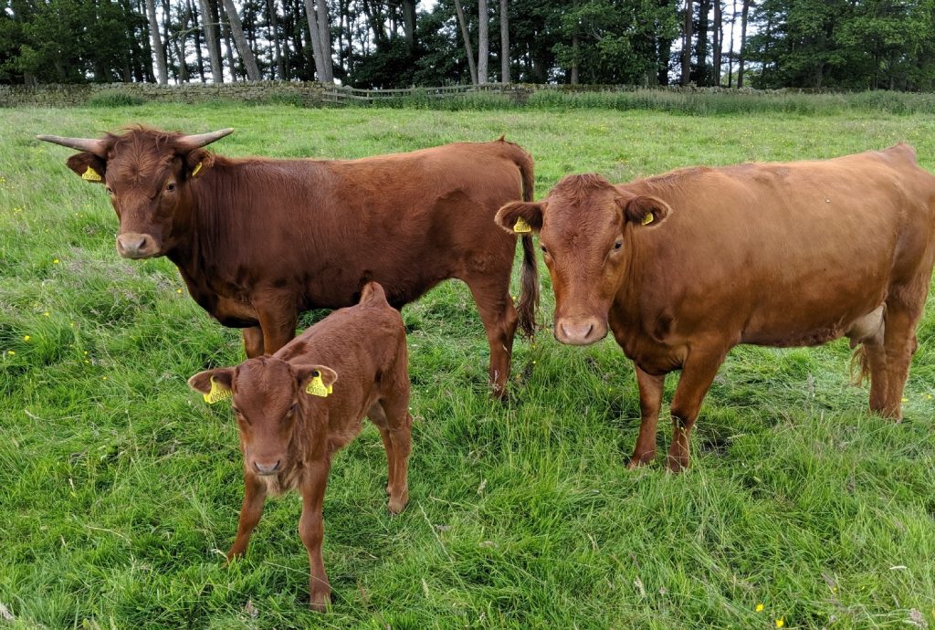 Quinn, Primrose and Petal