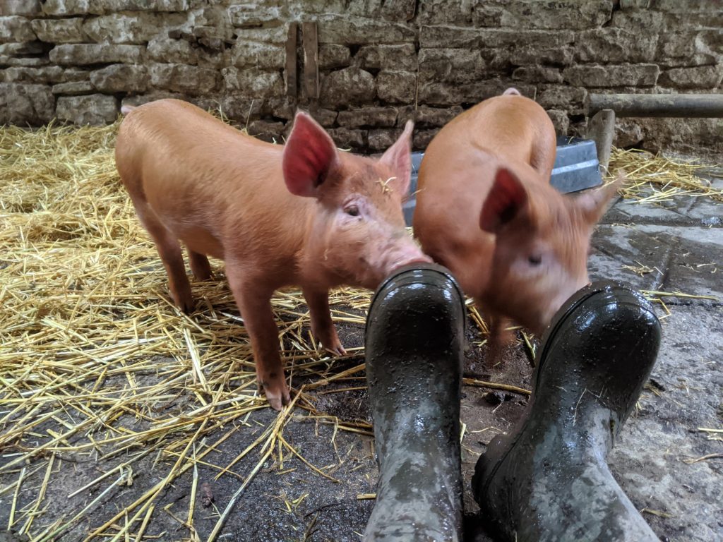 Tamworth piglets at 2 months old