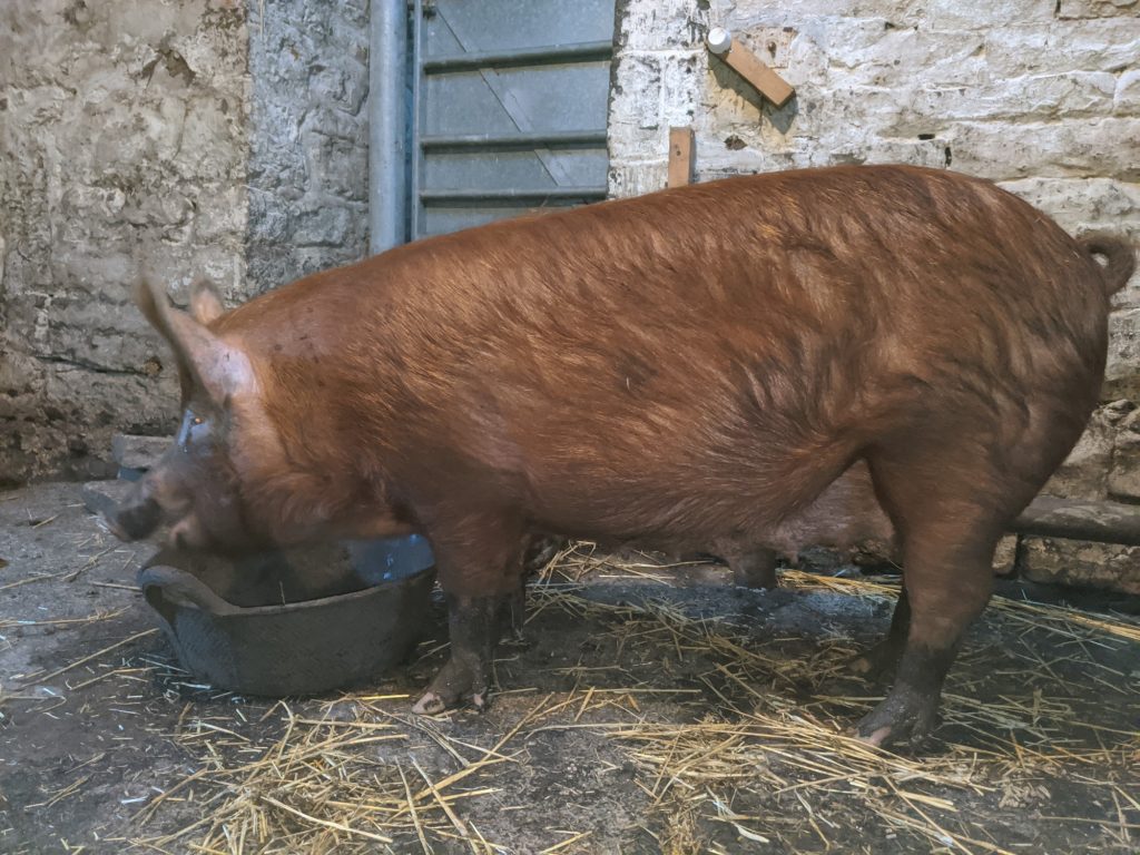 Fifi enjoying her supper in the shed