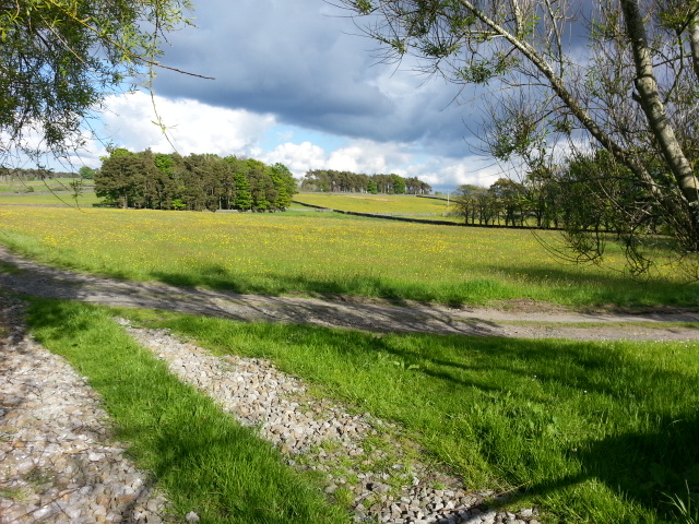 Our upland hay meadow