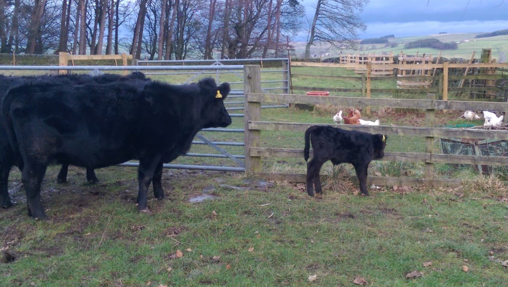 Mother and son investigating chickens